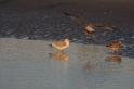 Bord de mer avec mouettes